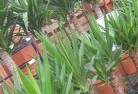 Hoskinstownplant-nursery-10.jpg; ?>